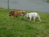 Bulldog Foto: Sam und Spike (ID 36156) Bulldog Hund