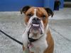 Bulldog Foto: gefallen dir meine zähne??? (ID 23732) Bulldog Hund