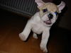 Bulldog Foto: das ist herr spencer (ID 30231) Bulldog Hund