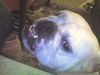 Bulldog Foto: Dascha (ID 40558) Bulldog Hund