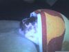 Bulldog Foto: Ich kann nichts sehen (ID 40557) Bulldog Hund