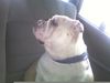 Bulldog Foto: Dascha (ID 40559) Bulldog Hund