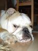 Bulldog Foto: Unsere fesche Sindy... (ID 13884) Bulldog Hund
