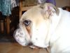 Bulldog Foto: Schönstes Profil aller Zeiten... (ID 13885) Bulldog Hund