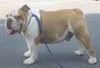 Bulldog Foto (ID 4833) Bulldog Hund