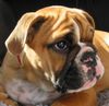 Bulldog Foto: Rosie, kleine Dame aus Bayern! (ID 5354) Bulldog Hund