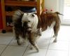 Bulldog Foto (ID 33871) Bulldog Hund