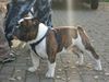 Bulldog Foto (ID 19242) Bulldog Hund