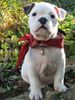 Bulldog Foto: Twyler (ID 35997) Bulldog Hund