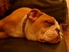 Bulldog Foto: Un bulldog porteño (ID 15777) Bulldog Hund