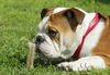 Bulldog Foto: Kopfstütze ;-) (ID 34184) Bulldog Hund