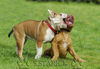 Bulldog Foto: Alles nur Spiel (ID 34185) Bulldog Hund