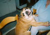 Bulldog Foto: Und ich bin doch ein Schosshund!!!! (ID 26992) Bulldog Hund