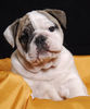 Bulldog Hund