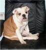 Bulldog Foto: Agnes (ID 749) Bulldog Hund