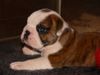 Bulldog Foto: Homer noch mal als Welpe (ID 41983) Bulldog Hund
