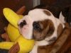 Bulldog Foto: Hier klein Homer mit 2 Wochen (ID 41982) Bulldog Hund