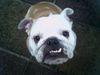 Bulldog Foto: unsere süße Betty (ID 18455) Bulldog Hund