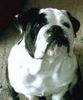 Bulldog Foto: Beebob vom Georgshof (ID 17637) Bulldog Hund