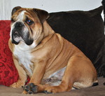 Bulldog Hund