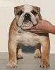 Bulldog Hund