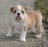 Bulldog Hund