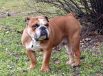 Bulldog Hund