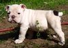 Bulldog Hund