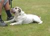 Bulldog Foto: aufgenommen beim 1. European Agility Open 2002 in Graz (ID 818) Bulldog Hund