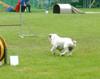 Bulldog Foto: aufgenommen beim 1. European Agility Open 2002 in Graz (ID 832) Bulldog Hund