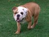Bulldog Foto: Komme ich zu spaet zum Mittagessen ? (ID 18833) Bulldog Hund
