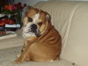 Bulldog Foto: Dicker Klops (ID 26400) Bulldog Hund
