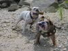 Bulldog Foto: igor und madonna (ID 21707) Bulldog Hund