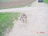 Bulldog Foto: arat von adams family-genannt igor (ID 21712) Bulldog Hund
