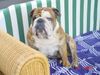 Bulldog Foto: champ (ID 21706) Bulldog Hund