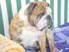 Bulldog Foto: arat von adams family-genannt igor (ID 21710) Bulldog Hund