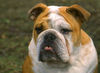 Bulldog Foto: Englische Bulldogge (ID 24589) Bulldog Hund