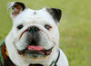 Bulldog Foto: Englische Bulldogge (ID 24591) Bulldog Hund