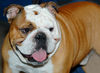 Bulldog Foto: Englische Bulldogge (ID 24590) Bulldog Hund