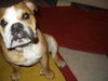 Bulldog Foto: der kleine süße Sam! (ID 17502) Bulldog Hund