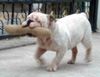 Bulldog Foto: Max beim Apportieren (ID 13280) Bulldog Hund