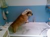 Bulldog Foto: Bobby beim Baden (ID 43850) Bulldog Hund
