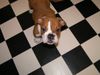 Bulldog Foto: gestatten vom deutschen Eck, BUTCH vom deutschen Eck... (ID 18006) Bulldog Hund
