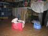 Bulldog Foto: homeless (ID 29486) Bulldog Hund