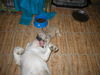 Bulldog Foto: Get up ! (ID 29487) Bulldog Hund