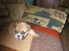 Bulldog Foto: Cameron (ID 26952) Bulldog Hund