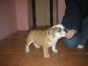 Bulldog Foto: Yolanda (ID 26951) Bulldog Hund