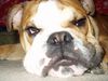 Bulldog Foto: maan...ich bin doch sooooo müüüüdeeee... (ID 17596) Bulldog Hund