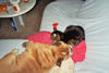 Bulldog Foto: Henry hat nen Kater (ID 26147) Bulldog Hund