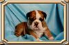 Bulldog Foto: IVO (ID 3519) Bulldog Hund